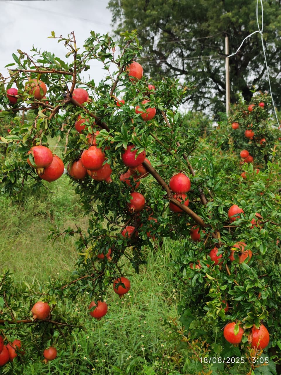 Pomegranate Scene
