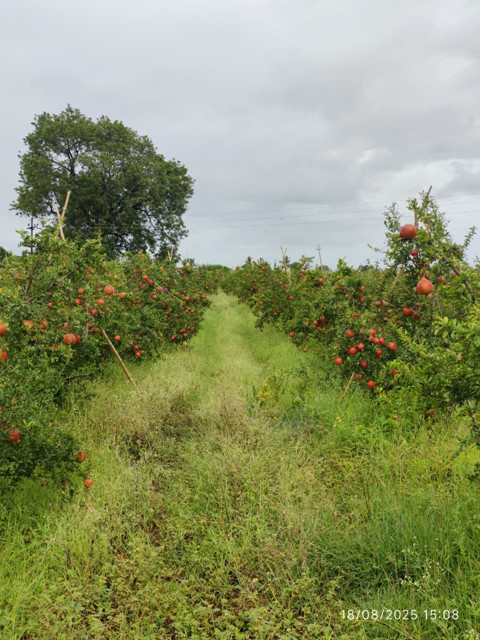 Harvest
