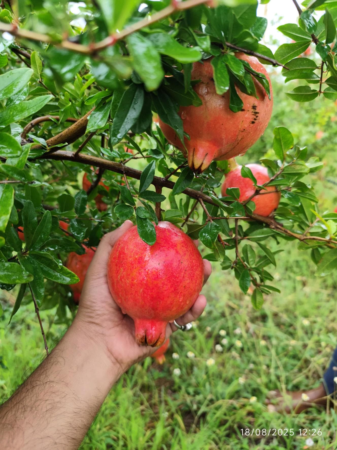 Hand-Harvested with Care